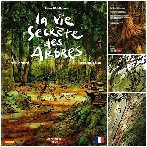 La Vie secrète des arbres, de Fred Bernard et Benjamin Flao: une